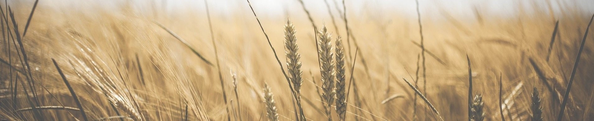 Global Wheat Microbial Disease Impact Project